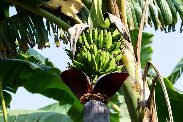 Blattläuse an Bananenpflanze bekämpfen