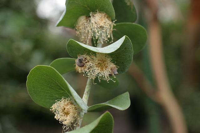 Blattläuse an Eukalyptus bekämpfen