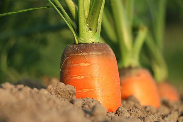 Blattläuse an Karotten bekämpfen