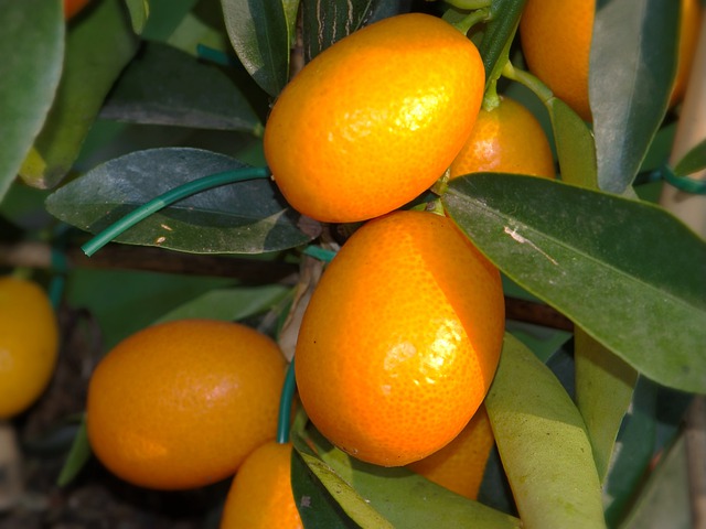 Blattläuse an Kumquat bekämpfen