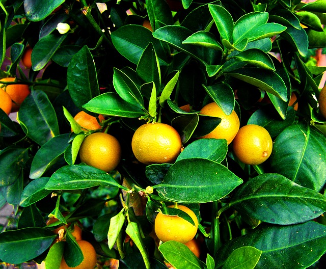Blattläuse an Mandarinenbaum bekämpfen