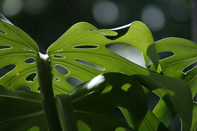 Blattläuse an Monstera bekämpfen