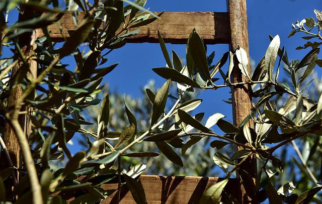 Blattläuse an Olivenbaum bekämpfen