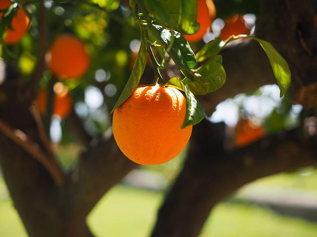Blattläuse an Orangenbaum bekämpfen