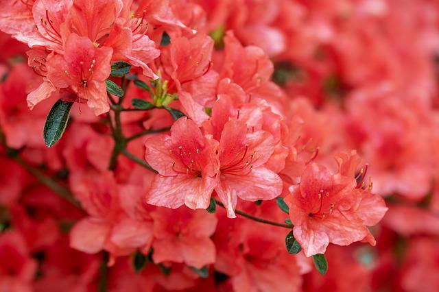 Blattläuse an Rhododendron bekämpfen