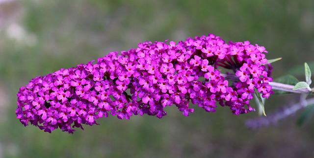 Blattläuse an Sommerflieder bekämpfen