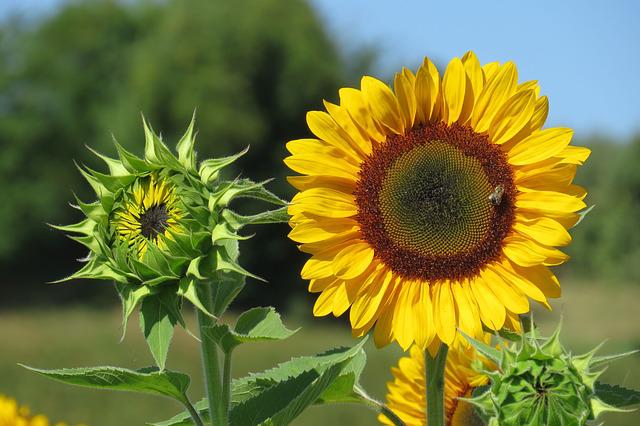 Blattläuse an Sonnenblumen bekämpfen