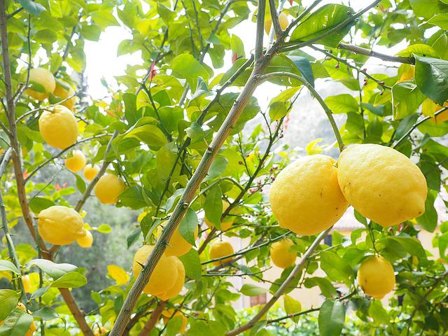 Blattläuse an Zitronenbaum bekämpfen