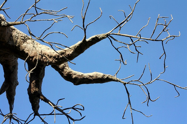 Schildläuse an Affenbrotbaum bekämpfen