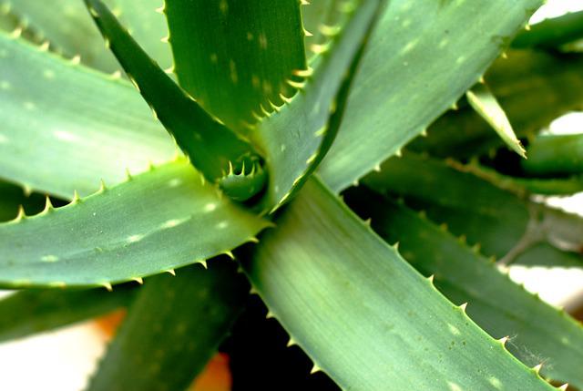 Schildläuse an Aloe Vera bekämpfen