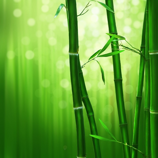 Schildläuse an Bambus bekämpfen