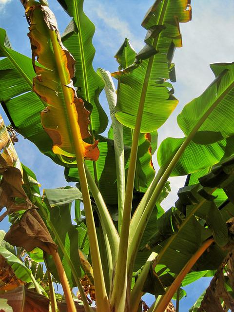 Schildläuse an Bananenpflanze bekämpfen