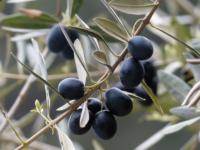 Schildläuse an Olivenbaum bekämpfen