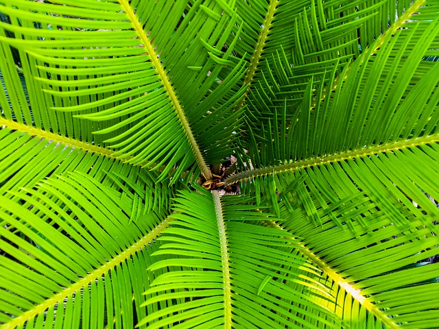 Schildläuse an Palmen bekämpfen