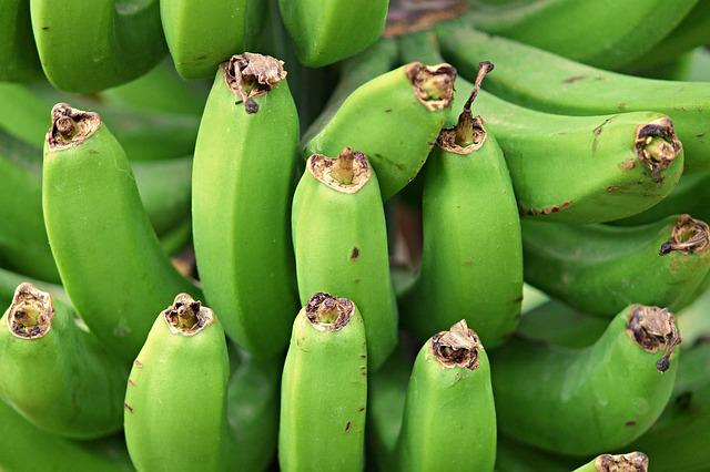 Ameisen an Bananenpflanze bekämpfen