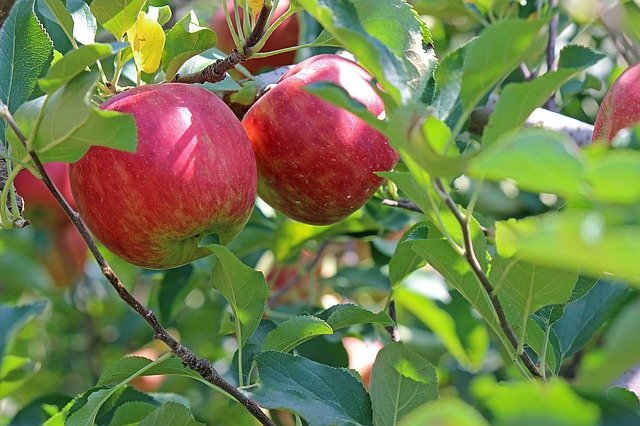 Schädlinge an Apfelbäumen