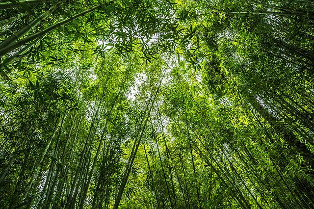 Schädlinge an Bambus
