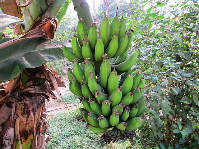Schädlinge an Bananenpflanzen