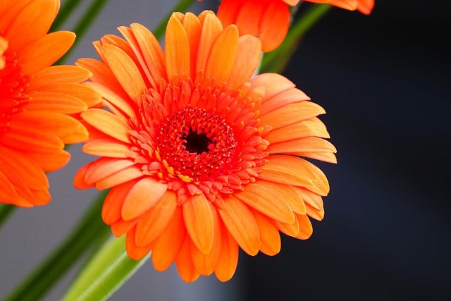 Schädlinge an Gerbera