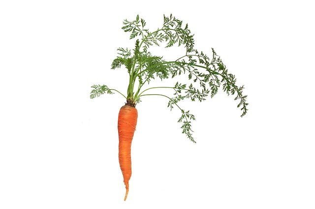 Schädlinge an Karotten