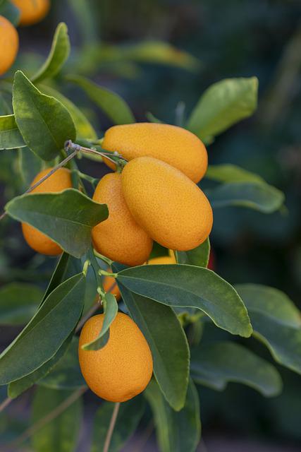 Schädlinge an Kumquats