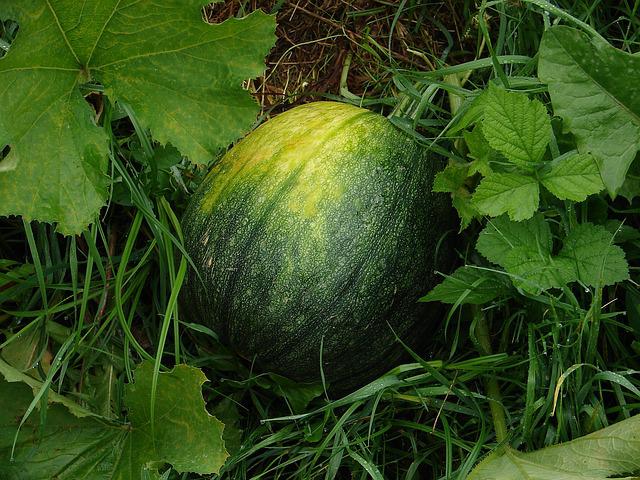 Schädlinge an Melone