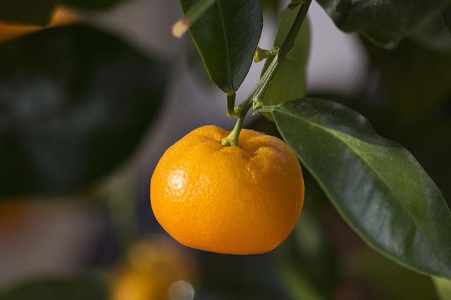 Schädlinge an Orangenbäumchen