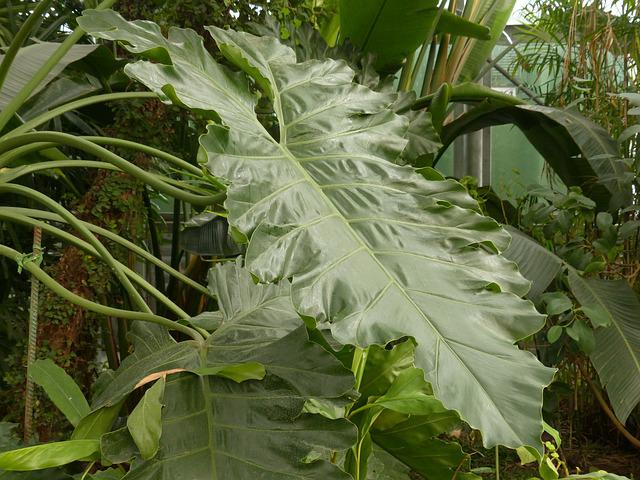 Schädlinge an Philodendron