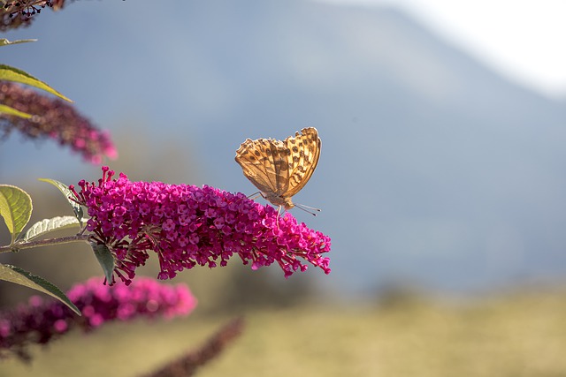 Schädlinge an Sommerflieder