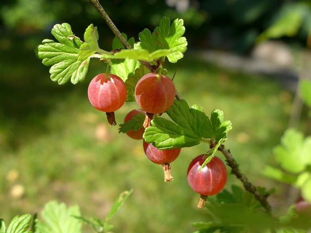 Schädlinge an Stachelbeeren