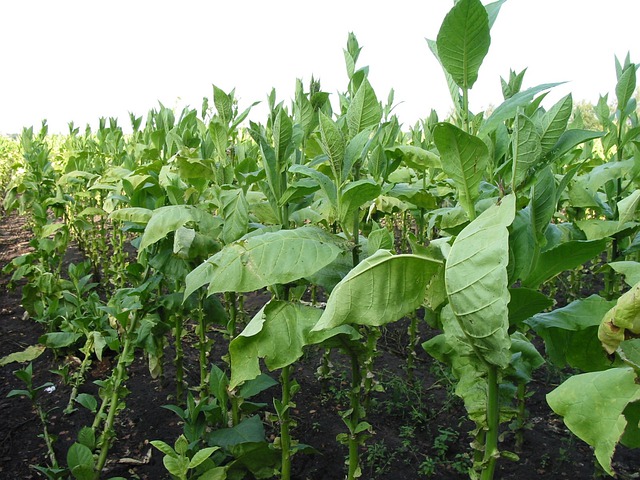 Schädlinge an Tabakpflanzen