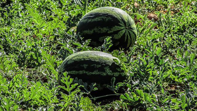 Schädlinge an Wassermelone