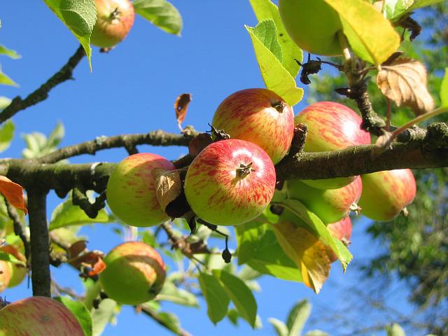 Schädlinge an jungen Apfelbäumen