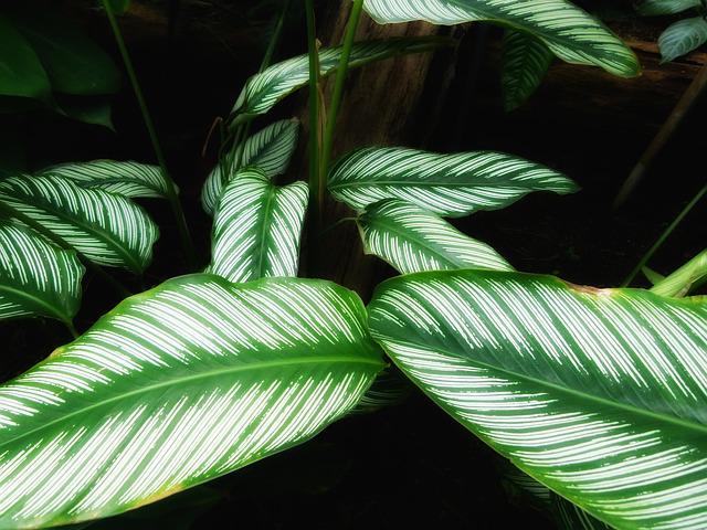 Schädlinge an Calathea