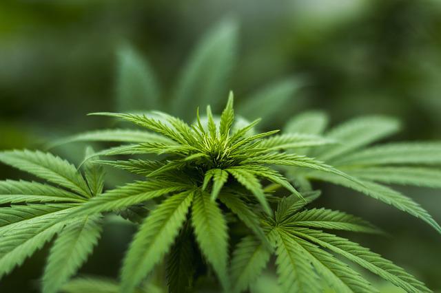 Schädlinge an Cannabispflanzen