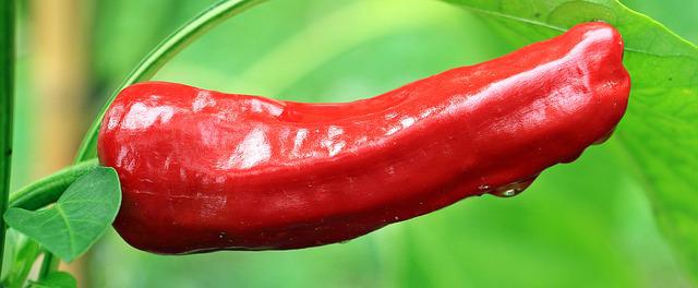 Schädlinge an Chilipflanzen