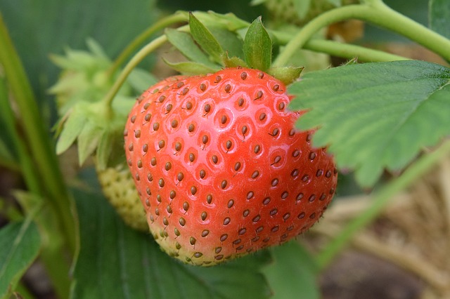 Thripse an Erdbeeren