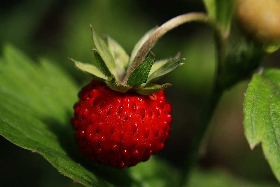 Milben an Erdbeeren