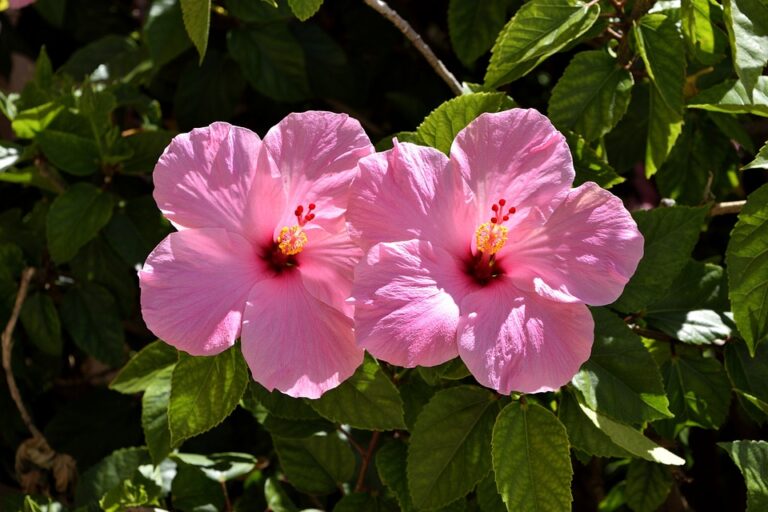 Schwarze L Use An Hibiskus So Bek Mpfen Sie Schwarze L Use Richtig