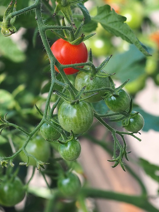 Schwarze Läuse an Tomatenpflanzen