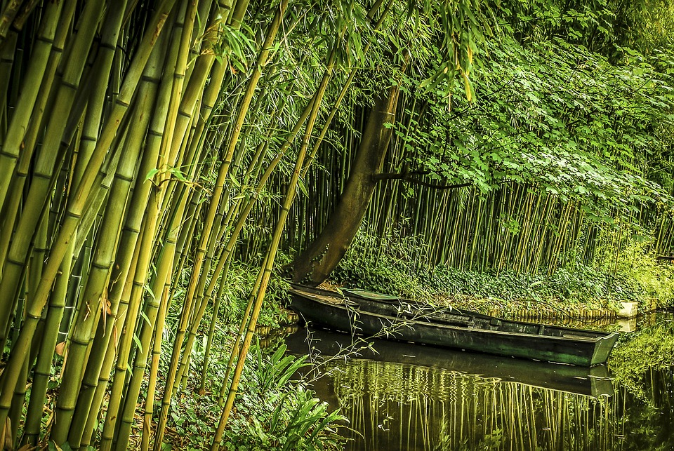 Dickmaulrüssler an Bambus