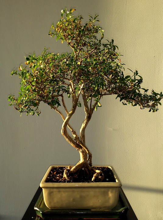 Dickmaulrüssler an Bonsai