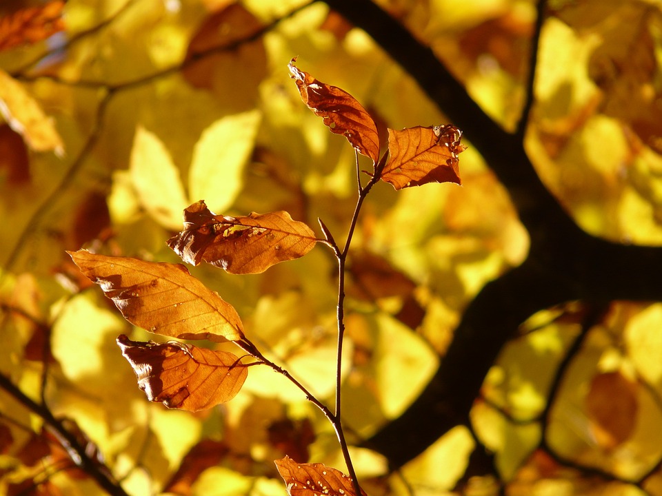 Dickmaulrüssler an Fagus