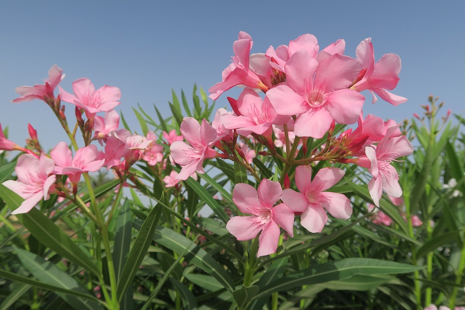 Dickmaulrüssler an Oleander