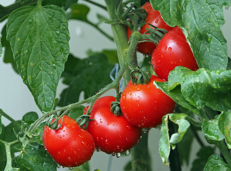 Dickmaulrüssler an Tomaten