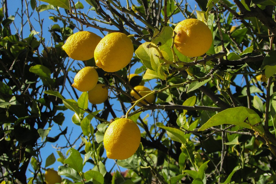 Dickmaulrüssler an Zitronenbäumen