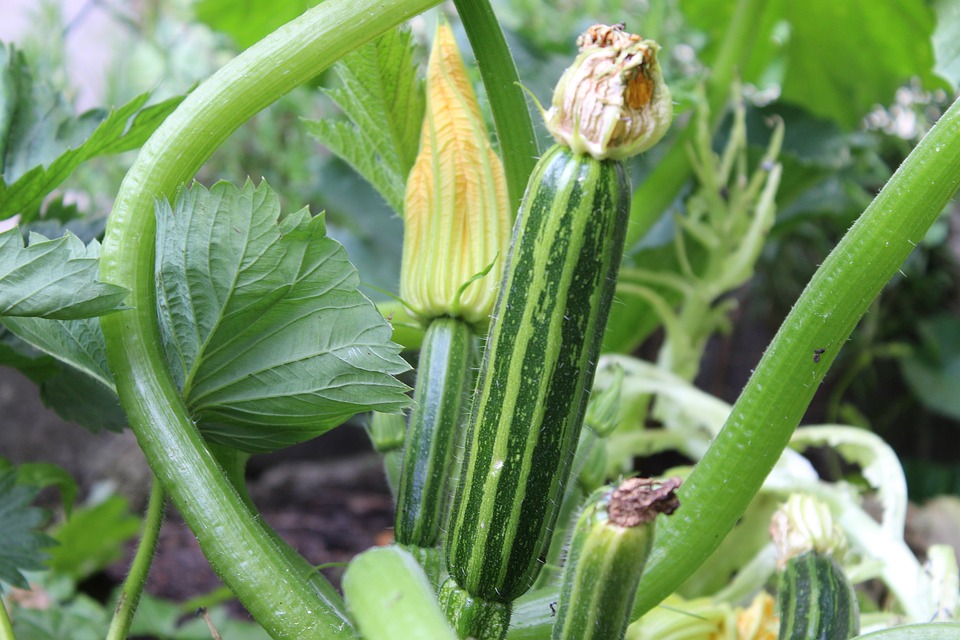 Trauermücken an Zucchini bekämpfen