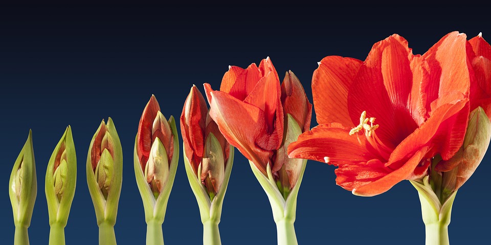 Fliegen an Amaryllis