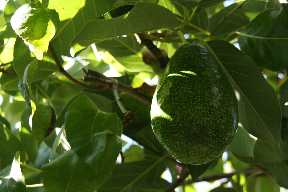 Fliegen an Avocadopflanzen