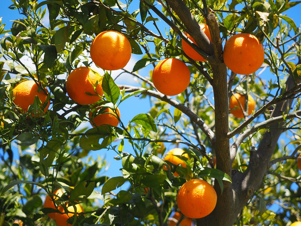 Fliegen an Obstbäumen